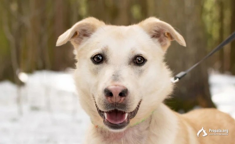 Пропала собака лабрадор-дворняга.