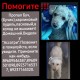 Пропал карликовый пудель в с.Михайо