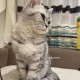 01.08.2020г. пропала кошка Буся, Бусеница