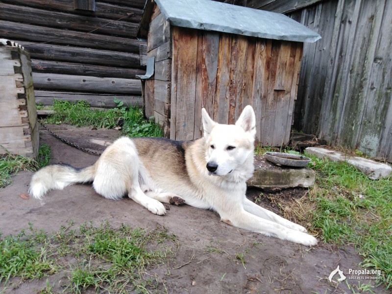 Пропала собака