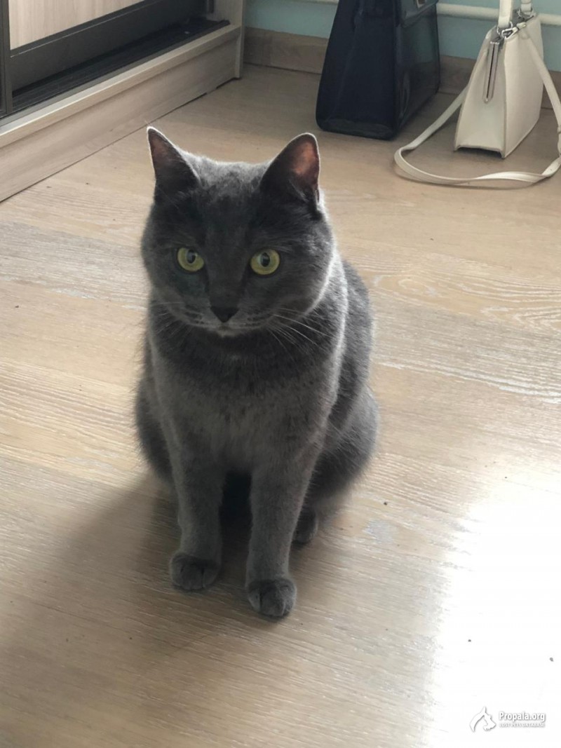 Нашли кошечку