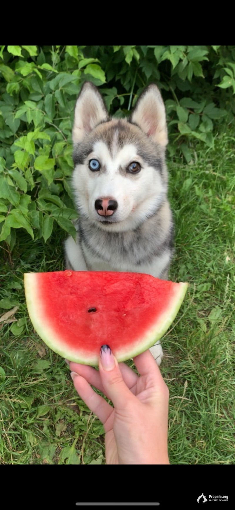 Пропала девочка хаски