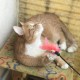 Пропал кот