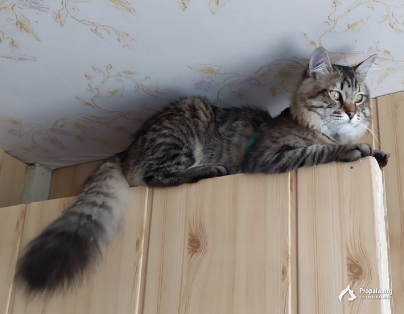 Помогите найти кота, Щелковское шоссе д.11-д19