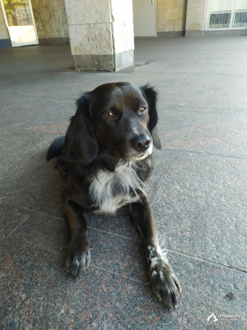 НАШЛАСЬ СОБАКА У СТАНЦИИ МЕТРО УДЕЛЬНАЯ