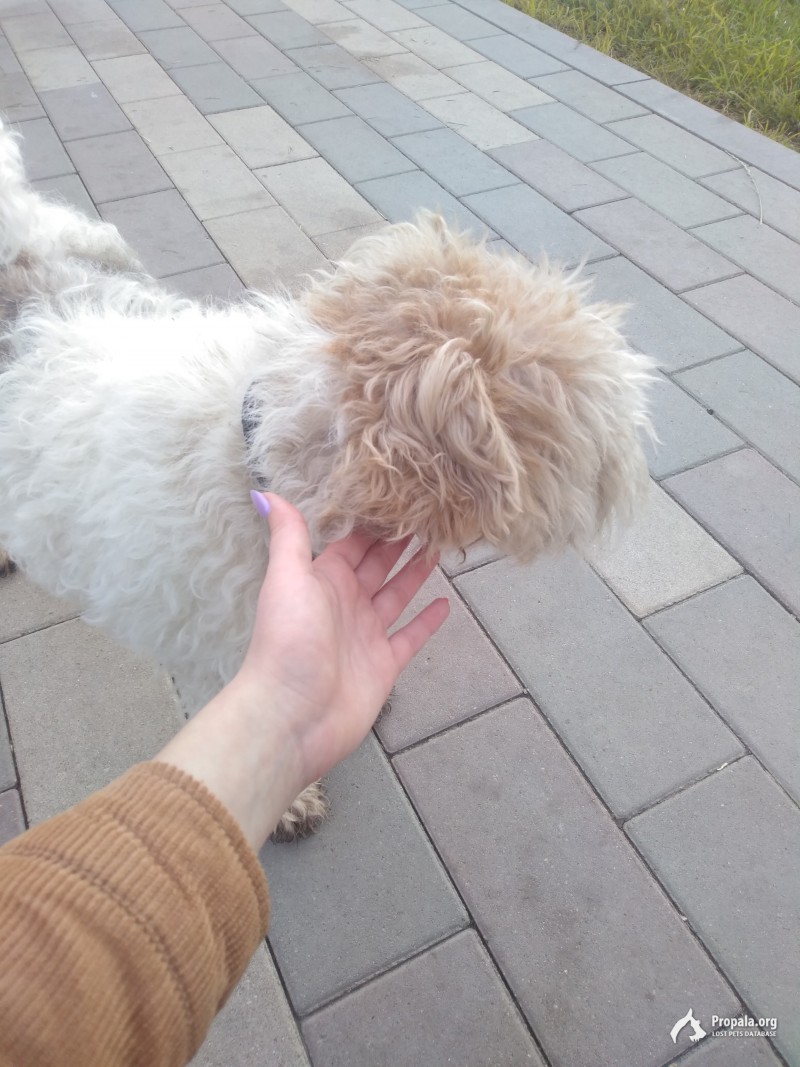 Нашли собаку
