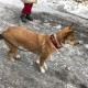 Рыжая собака с красным ошейником