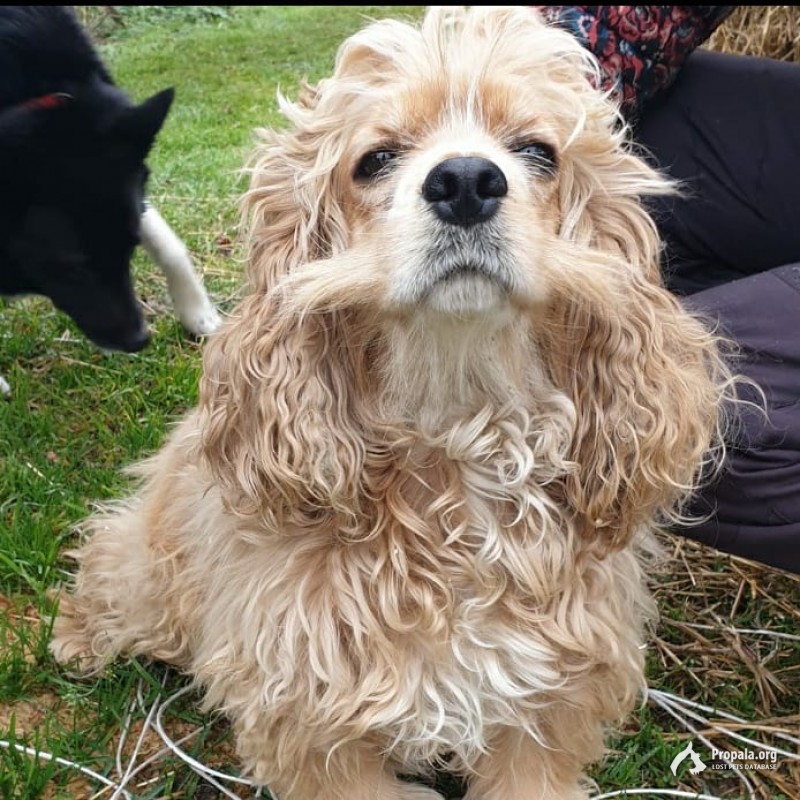 Найдена девочка кокер спаниель!!!