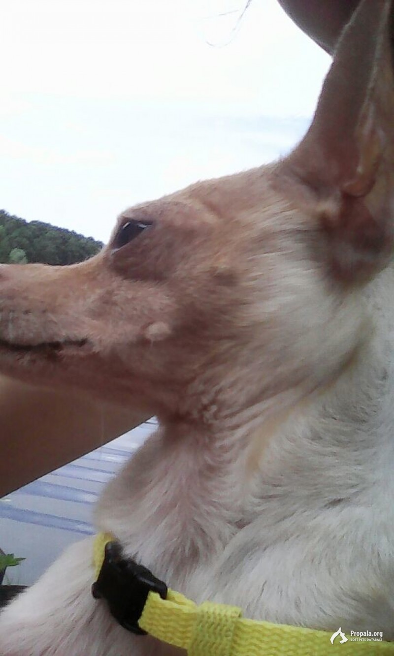 Пропала той-терьер!Вознаграждение 50000₽.