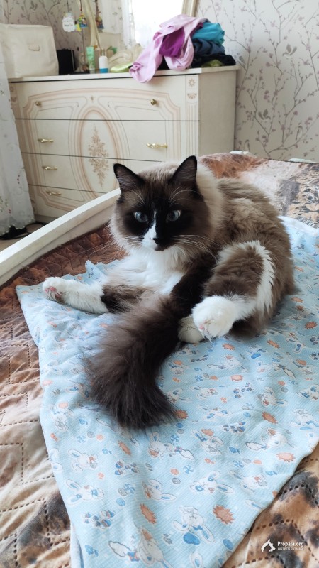 ПРОПАЛ КОТ СНТ "ВОЛНА"