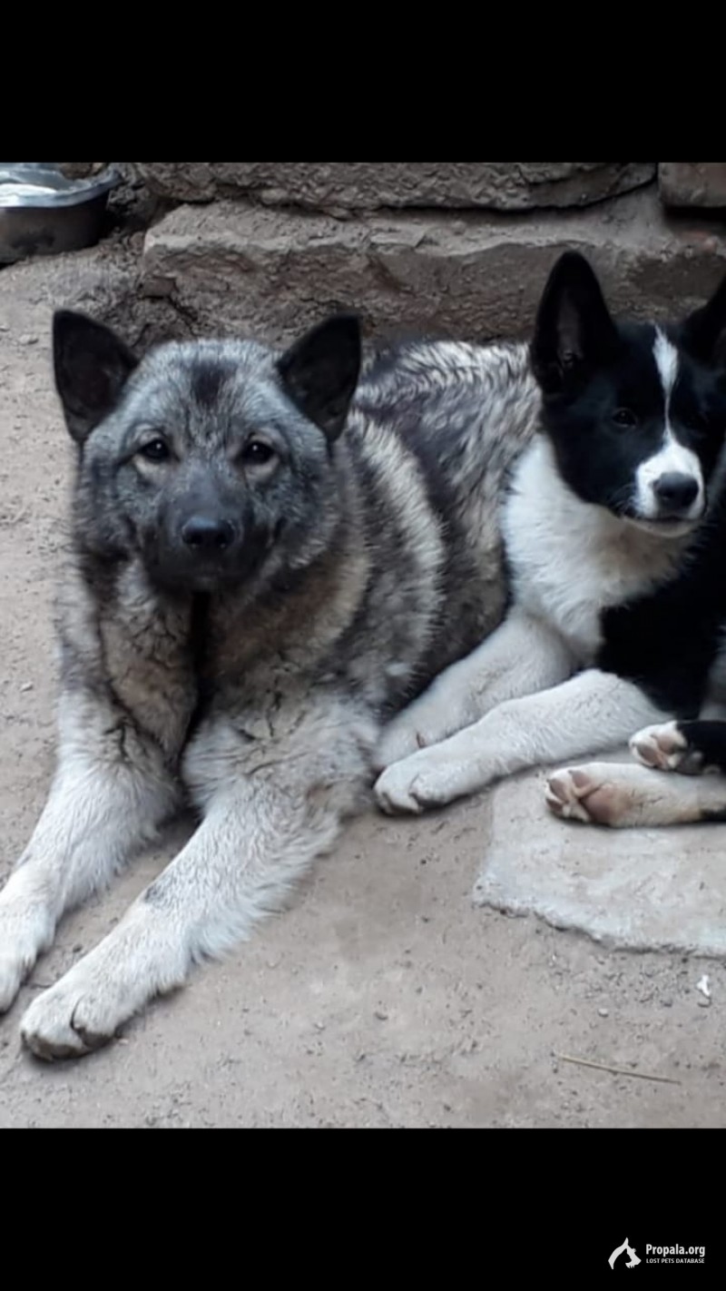 Потерялись 2 собаки лайки в лесу