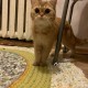 Кот ищет Дом