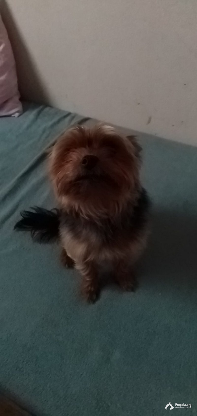 Пропал йоркширский терьер Чеховский район