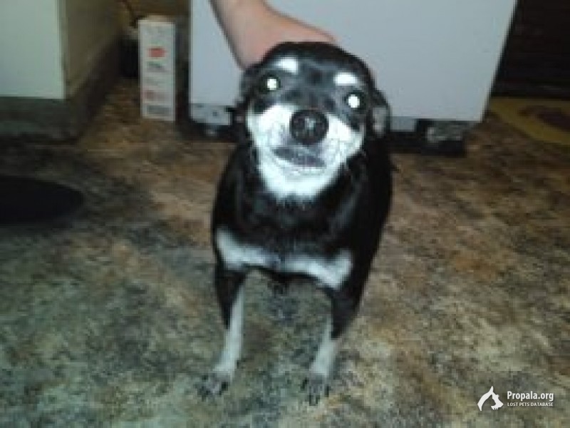 Найдена собака