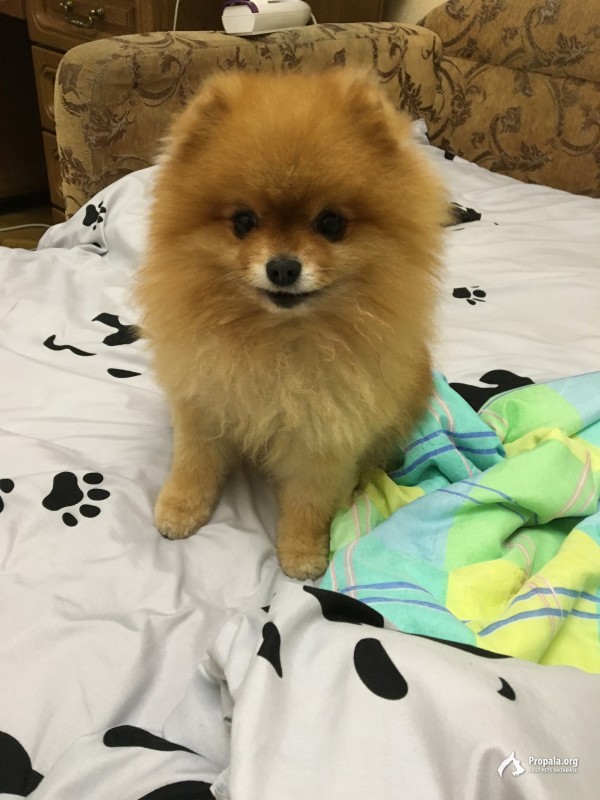 Пропала собака. Шпиц. Просим вернуть за вознаграждение.