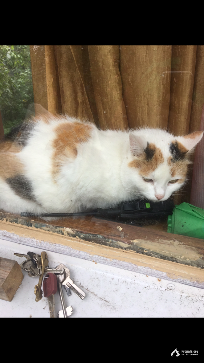 Пропала трехцветная кошка