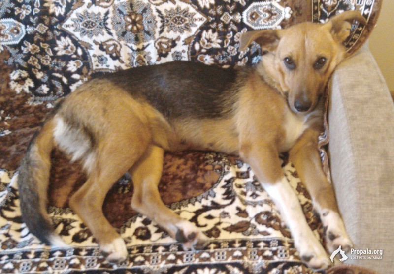 Найдена ласковая трехцветная девочка