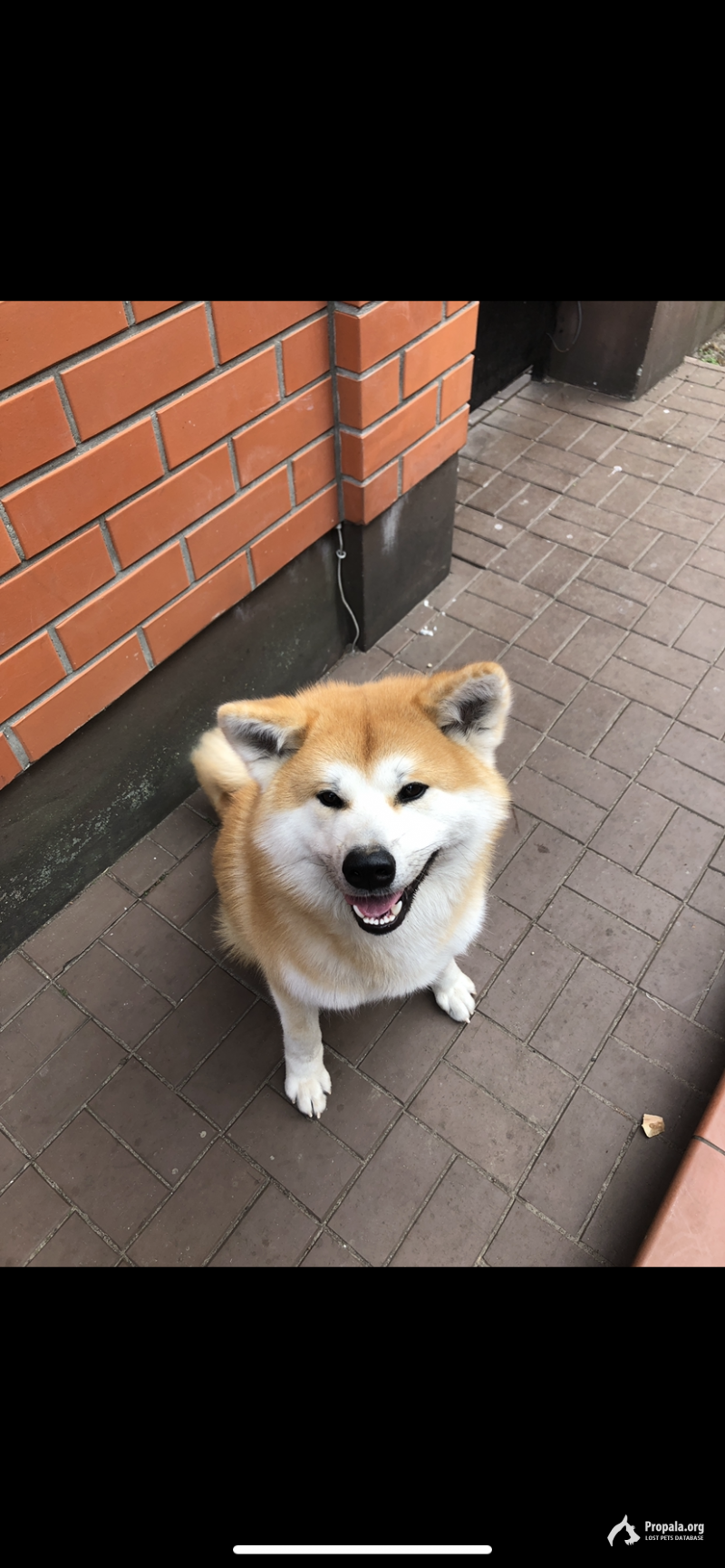 пропала собака