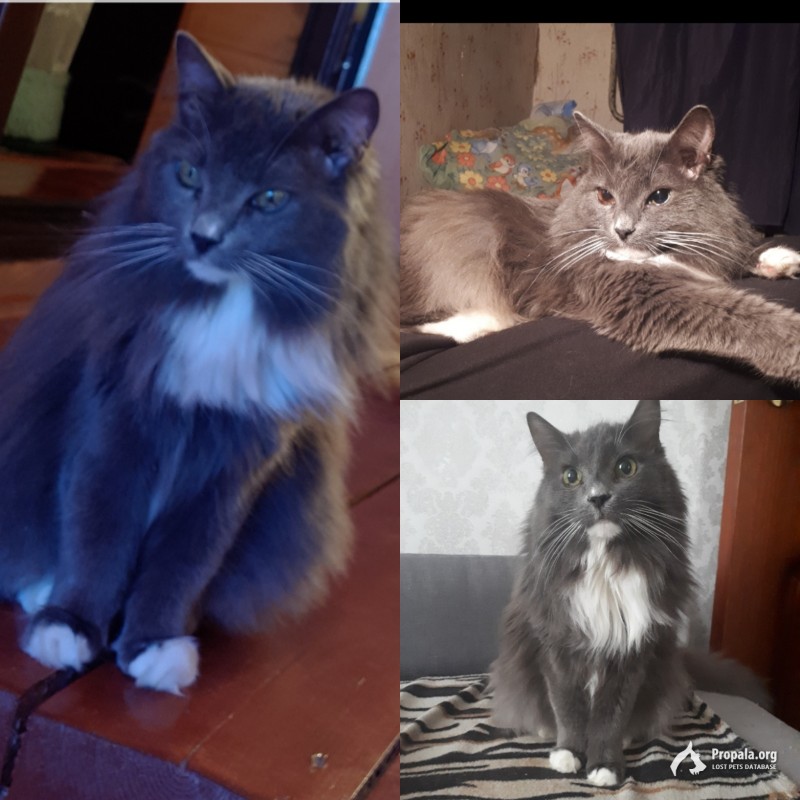 Пропала кошка!