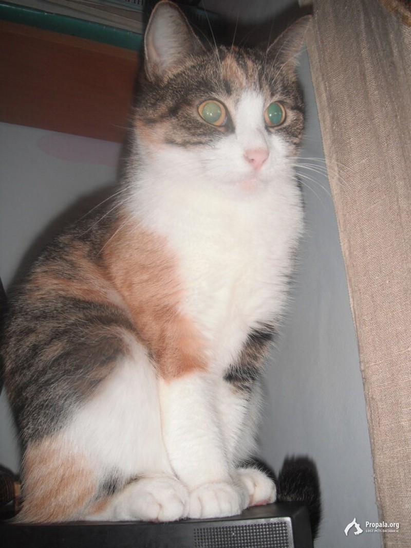 Пропала кошка!12 лет! Проспект Энергетиков