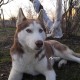 Пропала собака, молодой кобель Хаски.