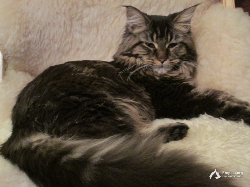 Пропала кошка Мейн-Кун