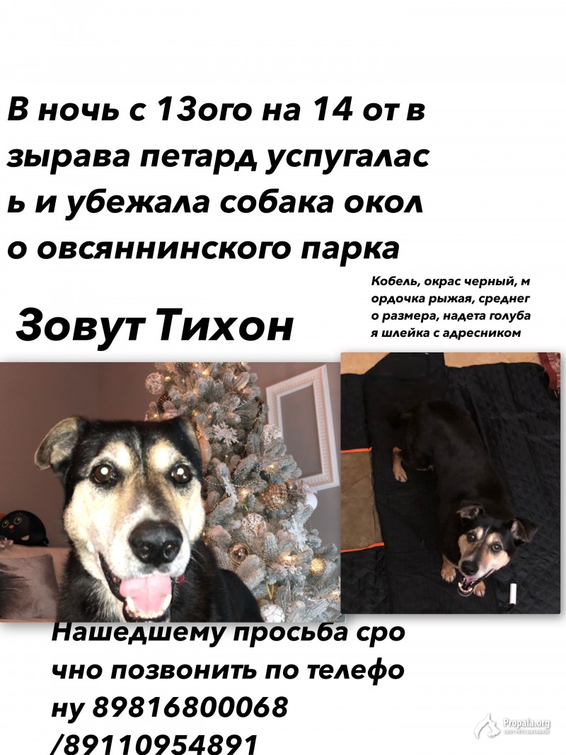 Потерялась собака спб центральный район