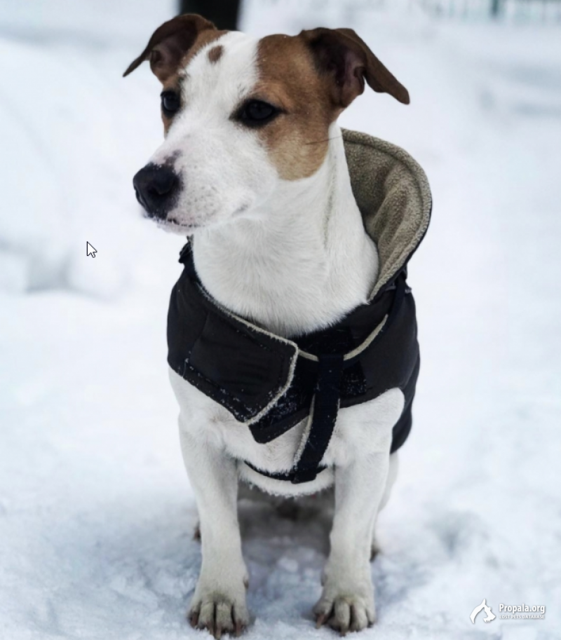 Розыск! Пропала собака Марго