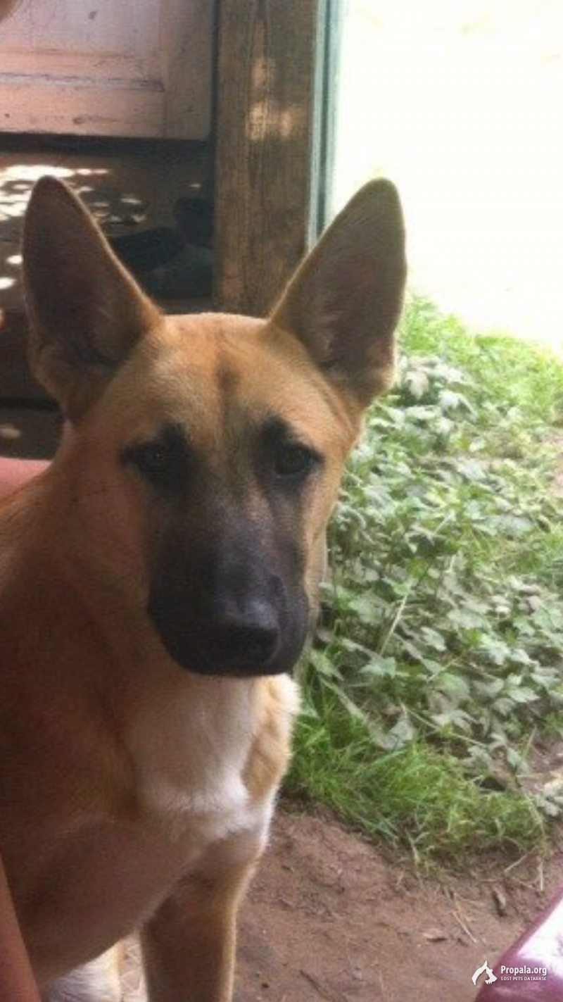Пропала собака!!!