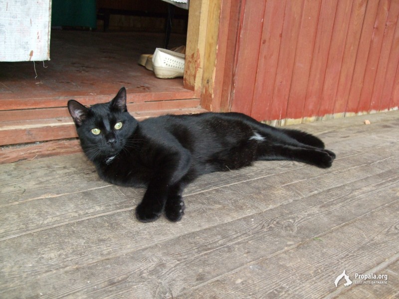 Пропал черный гладкошерстный кот в красном ошейнике..