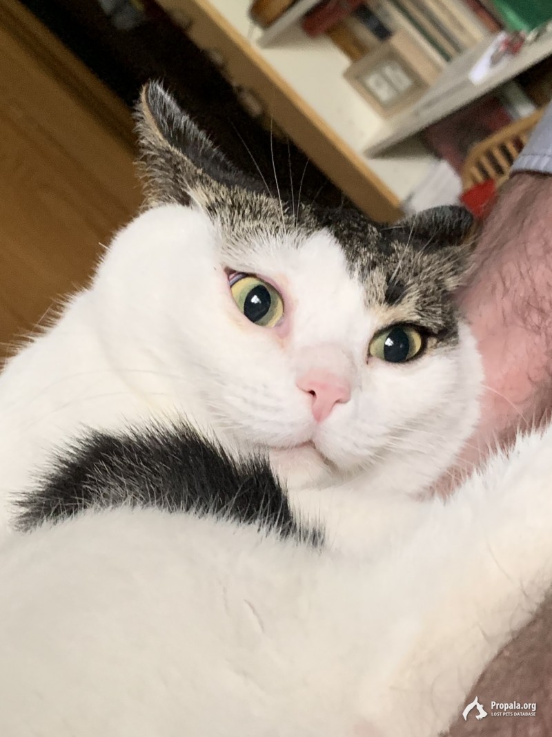 Кот Космос убежал Коптево Москва