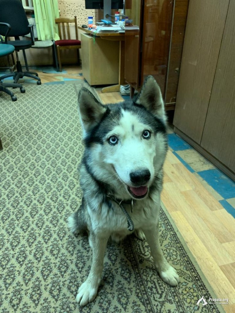 Найдена собака