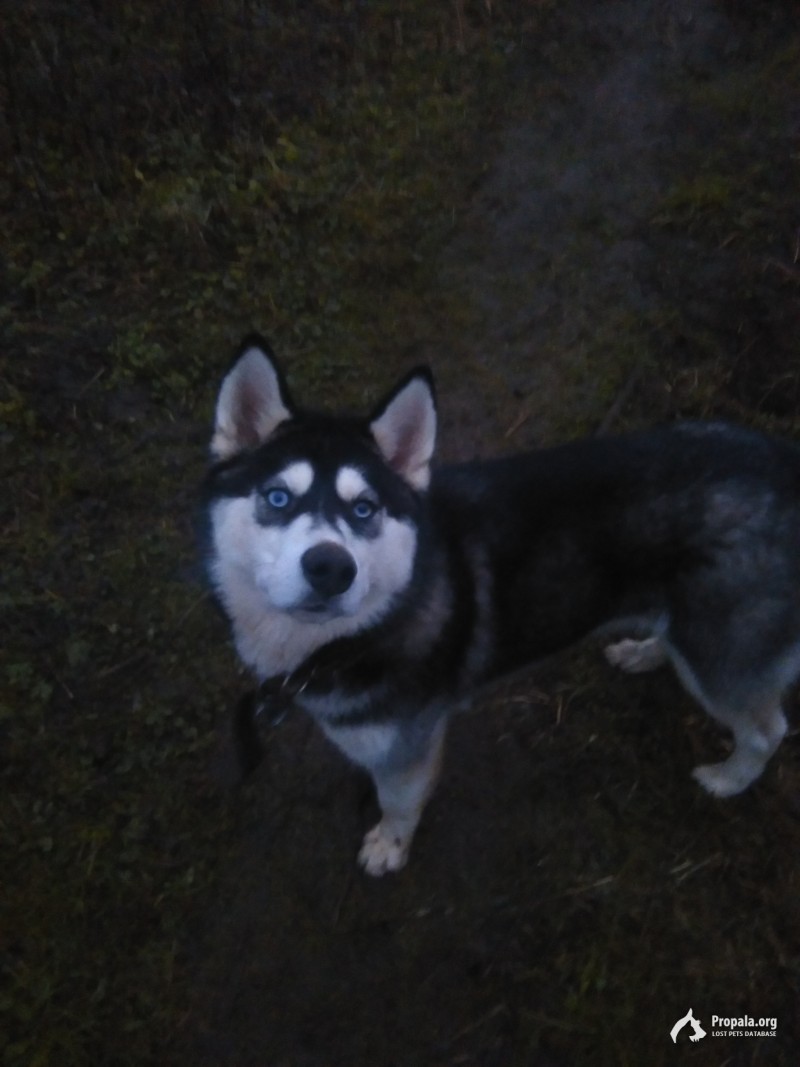 Пропала собака хаски!