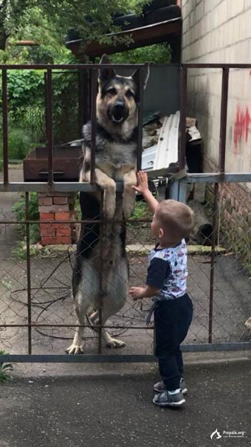 Пропала собака, немецкая овчарка.