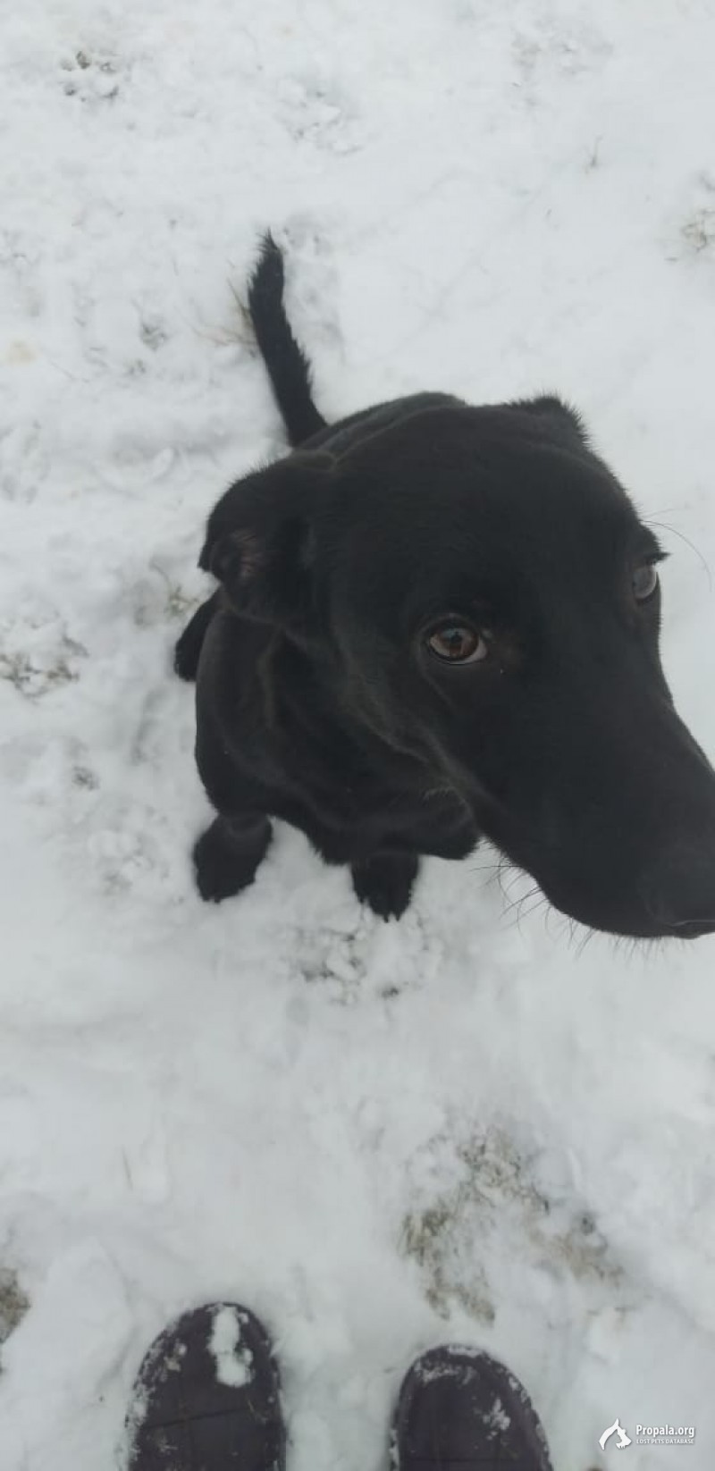 Найдена собака в д. Соколово г. Щелково