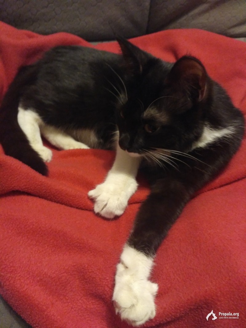 Найден котенок