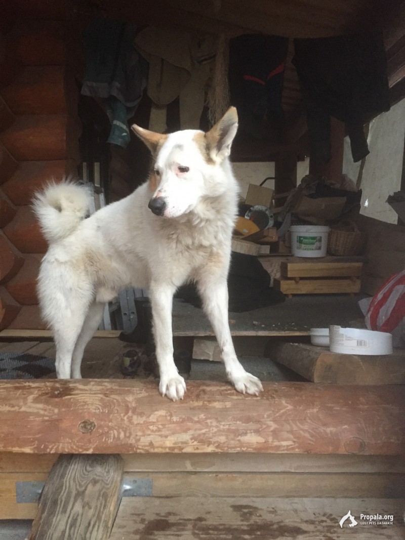 Найден пес в поселке Щербаково Казань