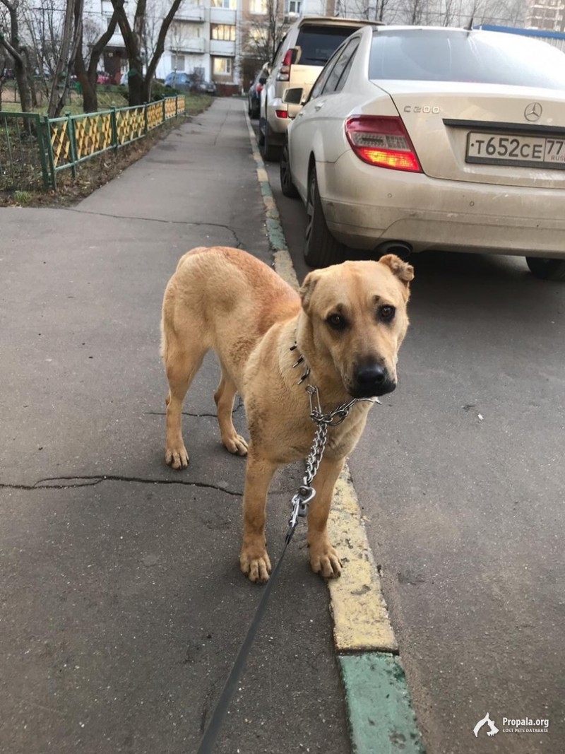 Пропала собака Белла