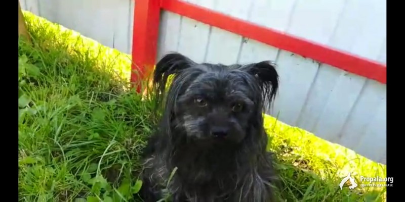 Портала собака Йорк с Той терьером