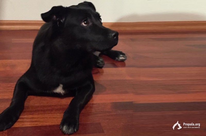 Найдена черная собака метис