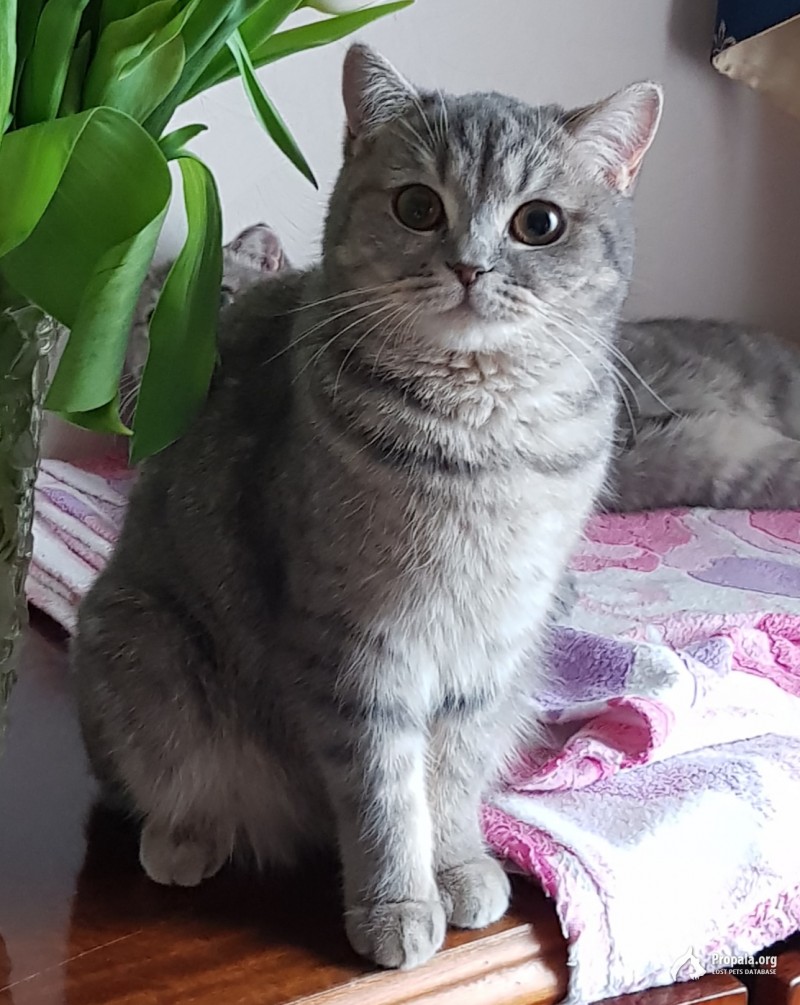 ПРОПАЛА КОШКА