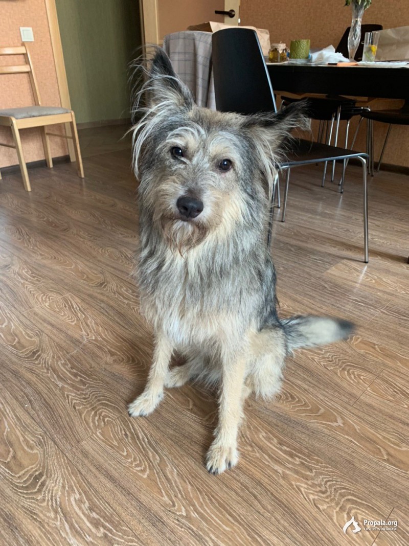 Санкт-Петербург! Найдена собака