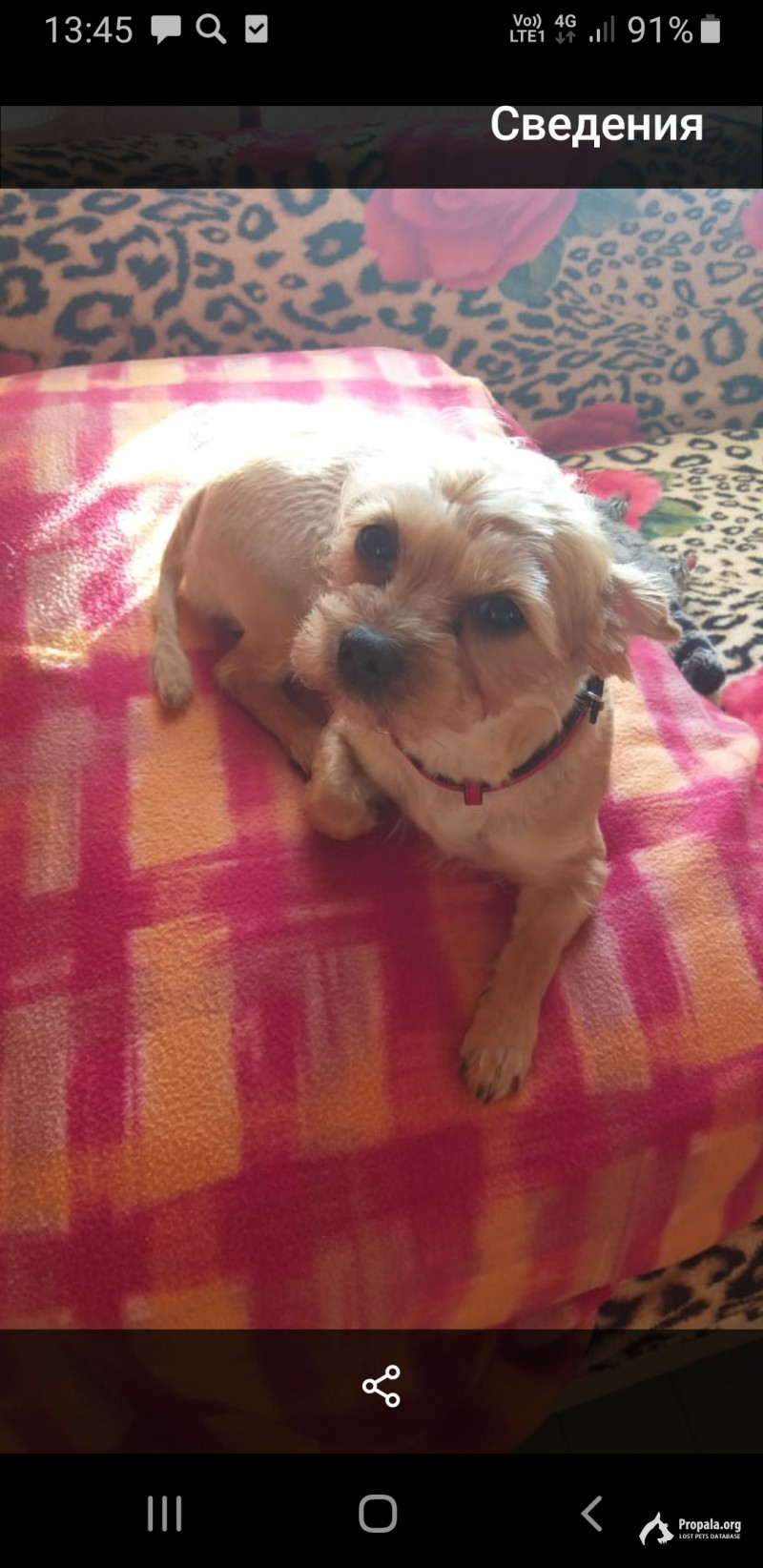 Пропала маленькая собака в Коломне!