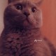 Пропал кот
