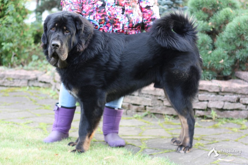 Потерялась собака, тибетский мастиф.