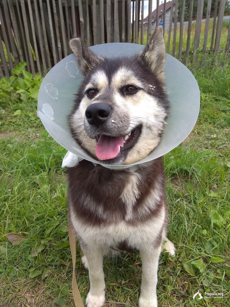 Найдена сука в Чеховском районе