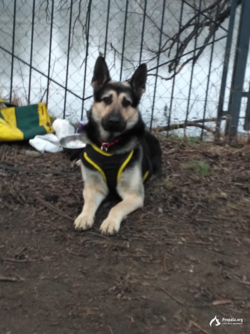 Потерялся Рекс