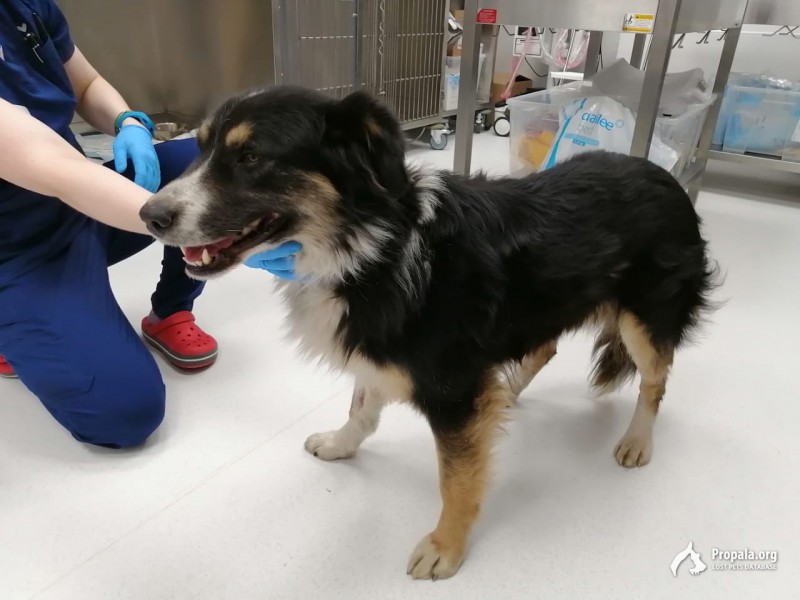 Найдена собака в районеКитай-города