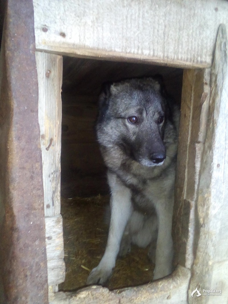 Пропала собака