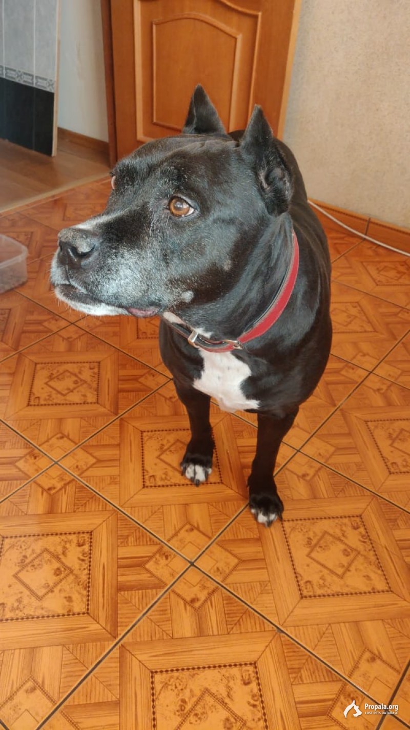 Живописная ул., Москва, найдена собака